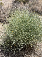 Leucosyris carnosa