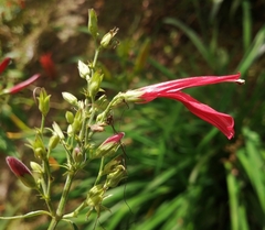 Dicliptera sexangularis