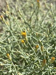 Leucosyris carnosa