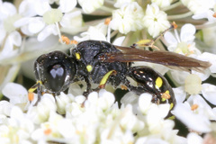 Ectemnius borealis