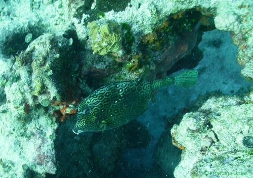 Honeycomb Cowfish