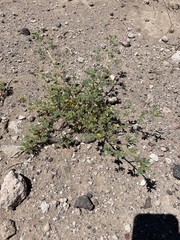 Cleomella obtusifolia