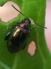 Psylliodes brettinghami