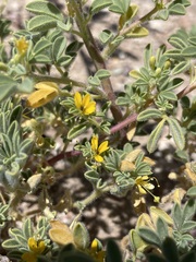 Cleomella obtusifolia
