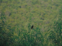 Icterus spurius spurius