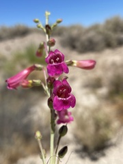 Penstemon floridus