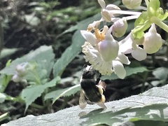 Bombus hypocrita hypocrita