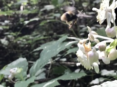 Bombus hypocrita hypocrita