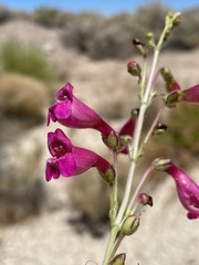 Penstemon floridus