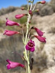 Penstemon floridus