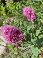 Spiraea × hitchcockii