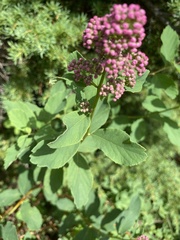 Spiraea × hitchcockii