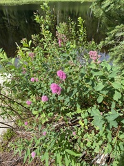 Spiraea × hitchcockii