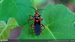 Ectrychotes comottoi