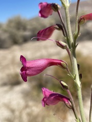 Penstemon floridus