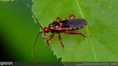 Ectrychotes comottoi