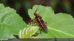 Ectrychotes comottoi