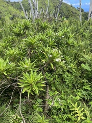 Scaevola chamissoniana