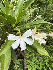 Scaevola chamissoniana