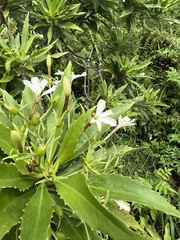Scaevola chamissoniana