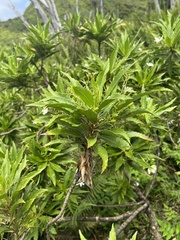 Scaevola chamissoniana
