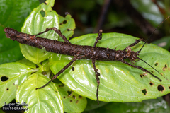Creoxylus