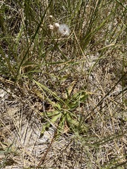Crepis runcinata