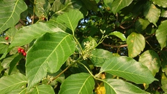 Allophylus timorensis