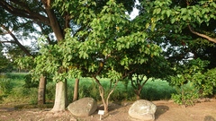 Allophylus timorensis