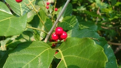 Allophylus timorensis