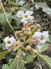 Cinchonoideae