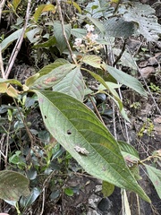 Cinchonoideae