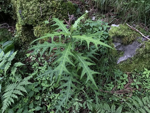 Cirsium yoshinoi iNat (1)