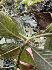 Cinchonoideae