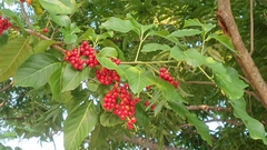 Allophylus timorensis