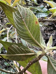 Cinchonoideae