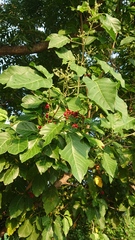 Allophylus timorensis