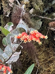 Macleania smithiana