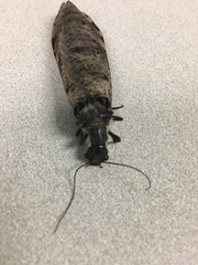 Dysmicohermes disjunctus