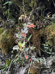 Macleania smithiana