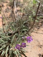 Penstemon ophianthus