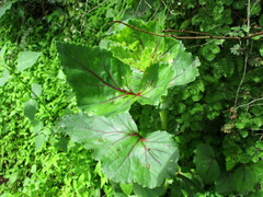 Begonia bulbillifera
