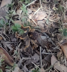 Dicranus tucma