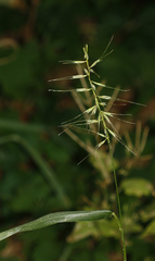 Elymus hystrix hystrix