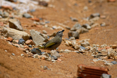 Pycnonotus flavescens
