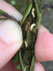 Psylliodes brettinghami