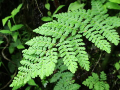 Myriopteris alabamensis