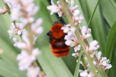 Bombus atripes