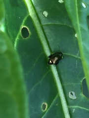 Psylliodes brettinghami