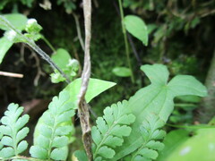 Myriopteris alabamensis